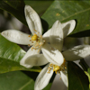 Fleurs d'oranger